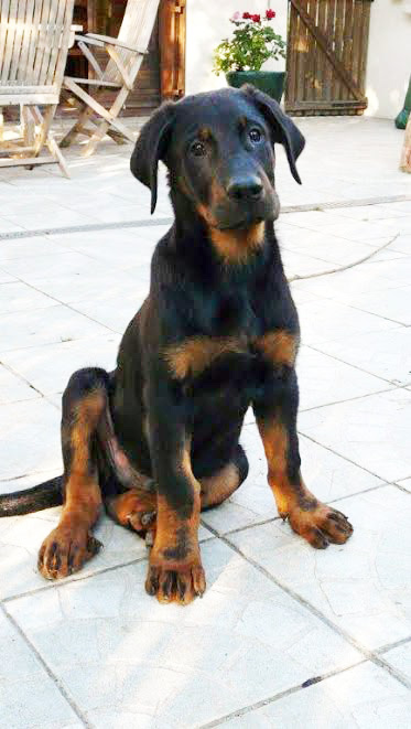 domainedelalicorne.fr Elevage de beauceron chiot beauceron pure race élevage du clos de la licorne elevage des gardiens de la licorne elevage beauceron noir et feu authentique gros gabarits élevage de Beauceron familial sérieux et qualité domainedelalicorne.fr suivi des chiots conseil d’éducation chiot propre bas rouge santé caractère spécialiste du beauceron noir et feu ou arlequin chien rustique berger de France  nos chiots sont élevés avec amour et attention notre passion au service de la qualité Beauceron de qualité et sportif domaine de la licorne 04380 BARRAS élevage en liberté éleveur berger de beauce élevage de beauceron de travail 